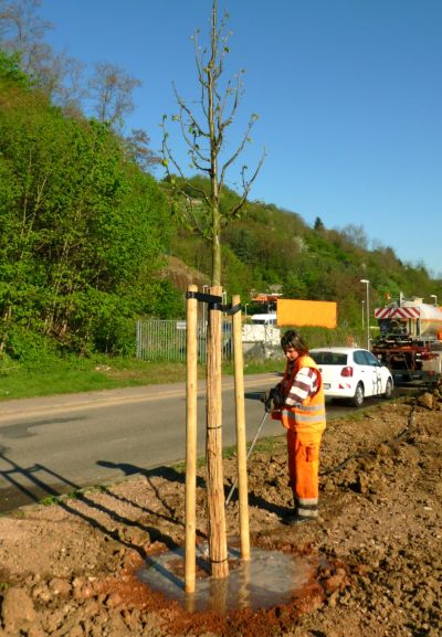 Linde Wannenrain Foto Pietsch 20140417 400x577
