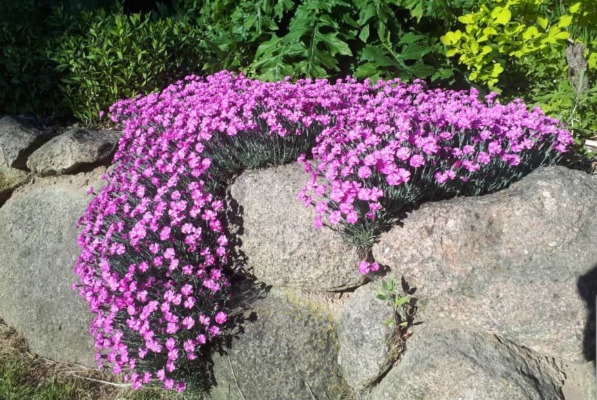 Heilgärten für Deutschland