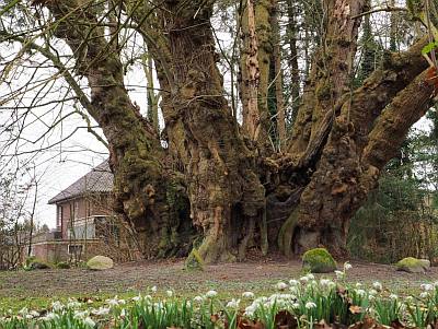 1 Nationalerbebaum Heede2019 P2152162ps 400x300k