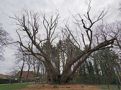 1 Nationalerbebaum Heede2019 P3172556ps 400x300k