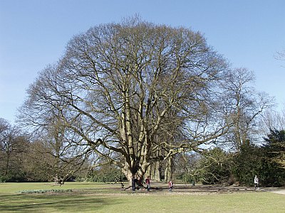 Abb 02a HH2020 Bergahorn 180303043 400x300