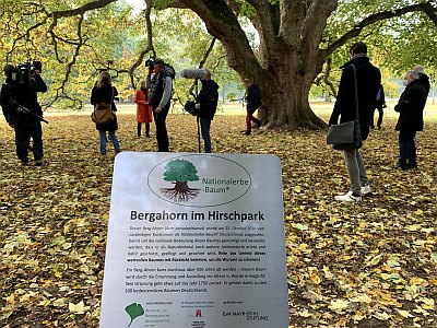 Abb 03 HH2020 Bergahorn Foto Dujesiefken 201023 IMG 0373 400x300