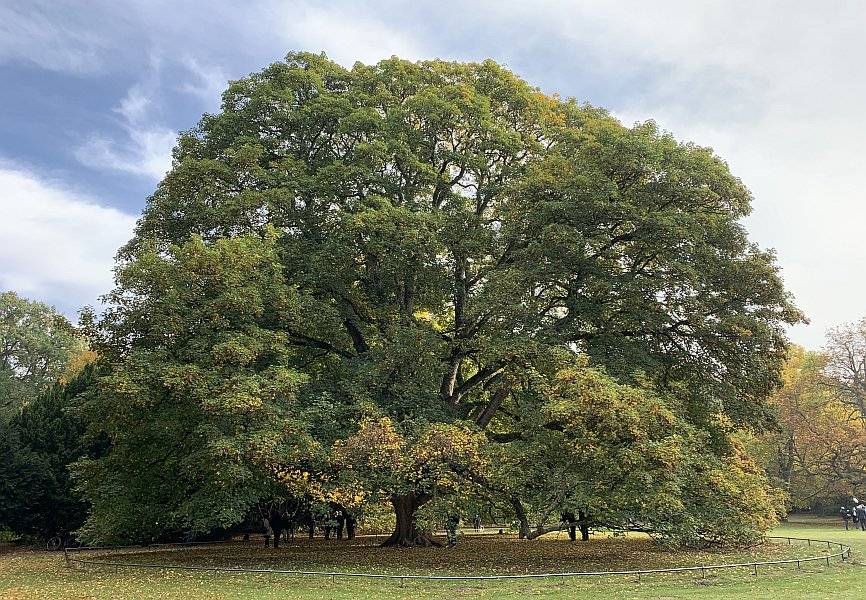 Hamburgs erster Nationalerbe-Baum