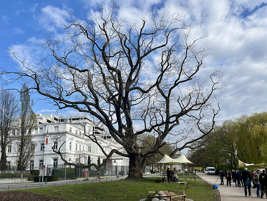 Hamburgs zweiter Nationalerbe-Baum