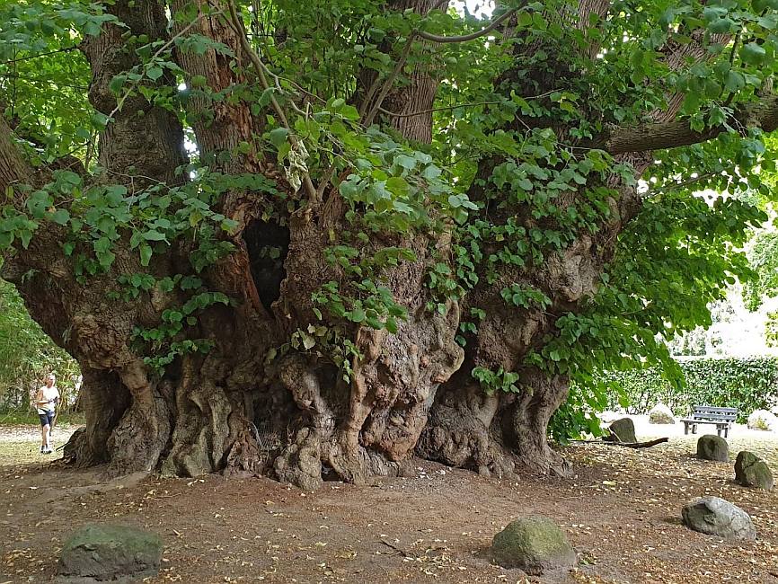 Erster Nationalerbe-Baum - die „Dicke Linde“ von Heede
