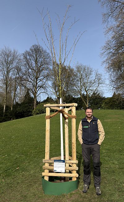 Abb16a Pflanzung Essen 3887 400x650s