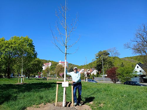 Abb21a Pflanzung Kassel 20260423 500x375