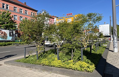 2a Bsp Adaptionen Erfurt Koelreuterienhain IMG6661 400x260s