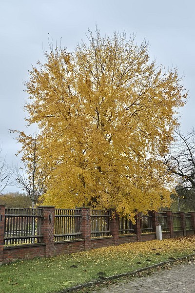 2026 Populus tremula Quelle Loebel 400x600