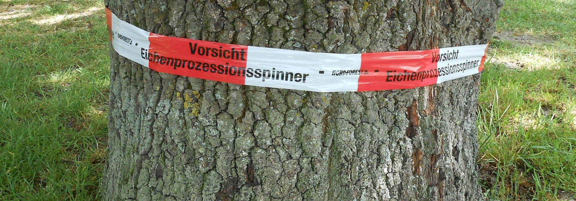 Meldungen zum Eichenprozessionsspinner steigen