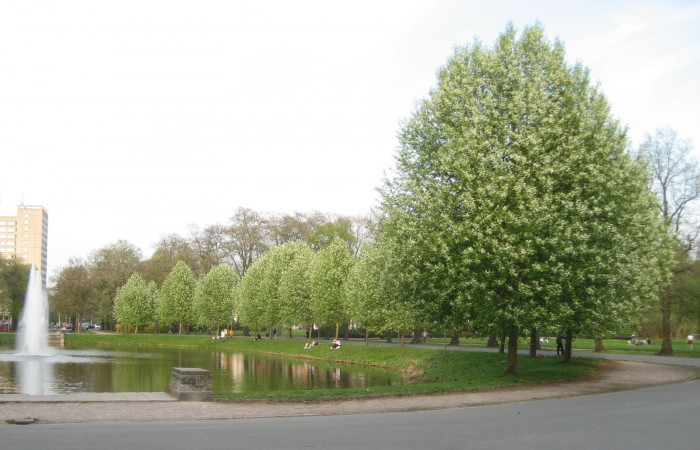 Die neue GALK-Straßenbaumliste steht seit 2012 als Online-Version im GALK-Internetportal zur Verfügung und wird dort regelmäßig fortgeschrieben.