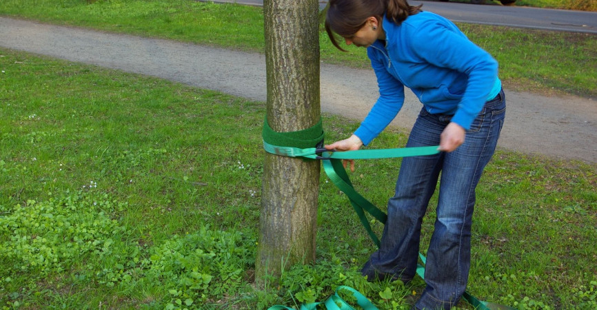Befestigen ohne ausreichenden Baumschutz