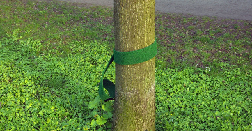 kein ausreichender Stammschutz