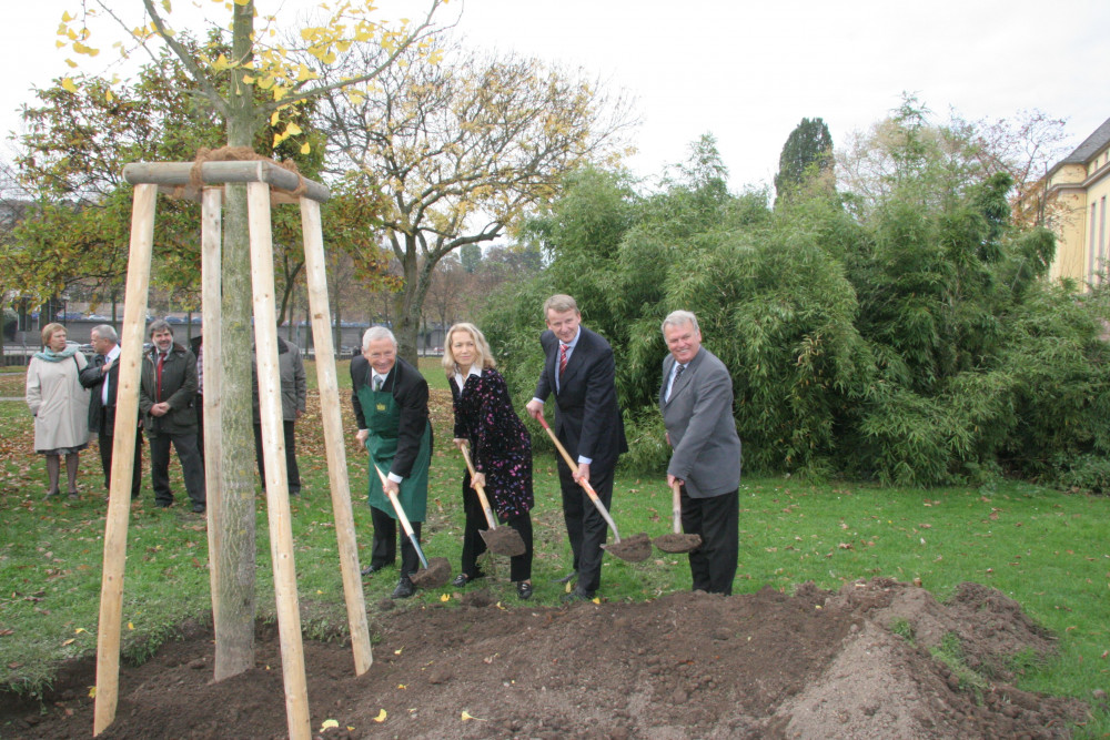 Goldener_Ginkgo_081020_010