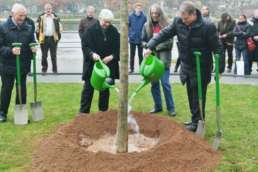 2012_03_Goldener_Ginko