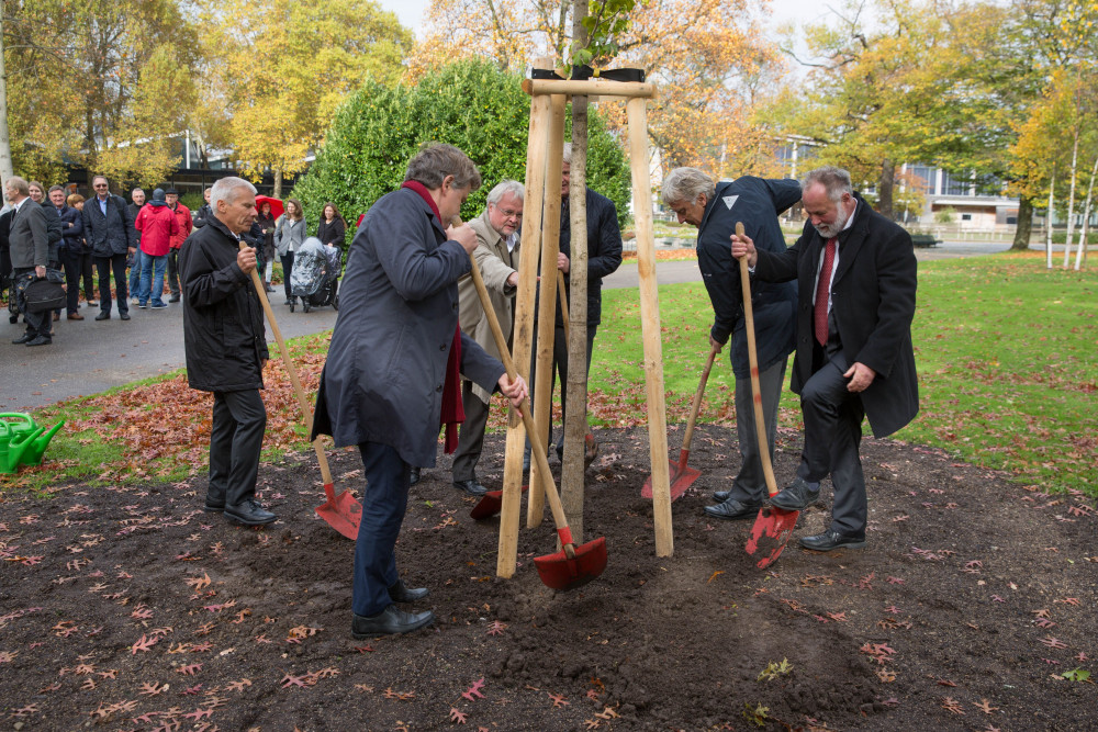 Goldener_Ginkgo_171023_028