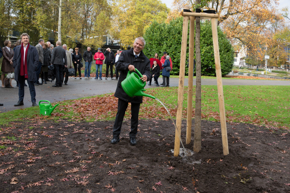 Goldener_Ginkgo_171023_035korr