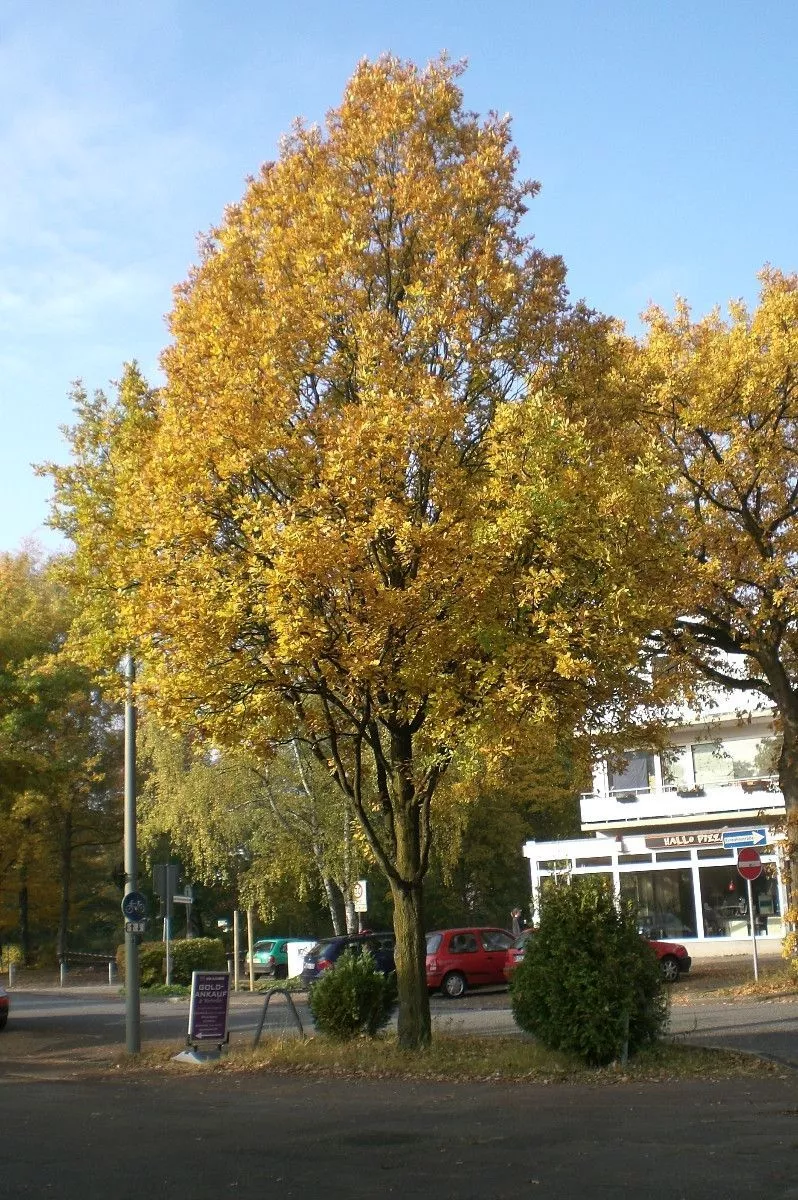abb2 quercus robur fastigiata hamburg2011.1