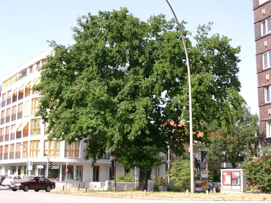 Altb&auml;ume sind unsere Klimaspezialisten