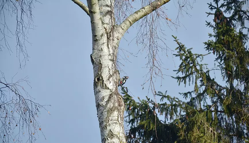 Weltnaturgipfel 2022