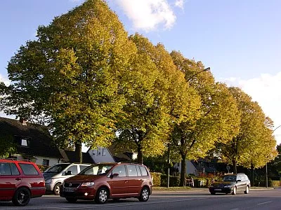 Alleebaeume Herbst Doobe DSCN1647 400x300