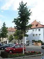 nuernberg baumpaten 150x200