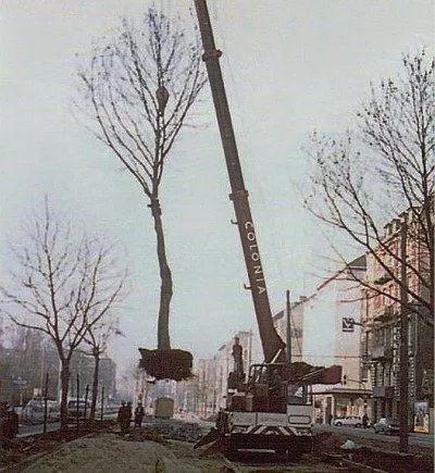 GrBaumVerpfl Quelle Amt f Landschaftspfl uGruenflaechen Koeln 400x435