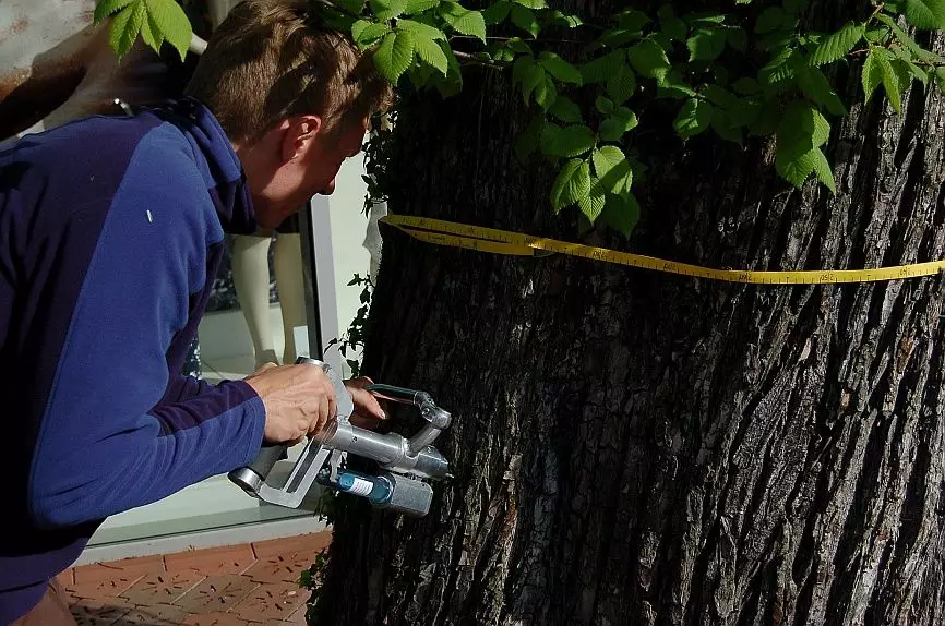 Ulmenprogramme &ndash; Erfolge gegen das Ulmensterben