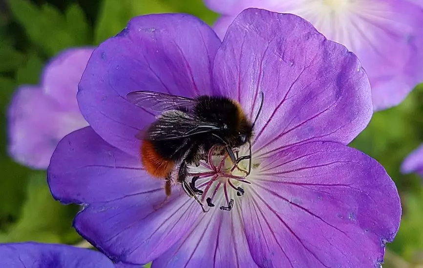 Hummeln zuliebe - Bestimmung per APP